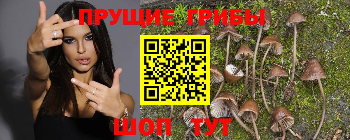 Псилоцибиновые грибы Cubensis  Вход с VPN  Благодарный 